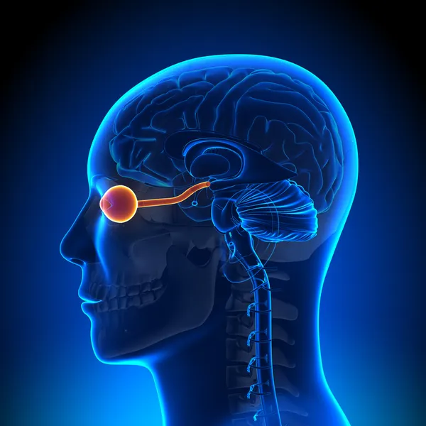 Hersenen anatomie - optische zenuw oog — Stockfoto