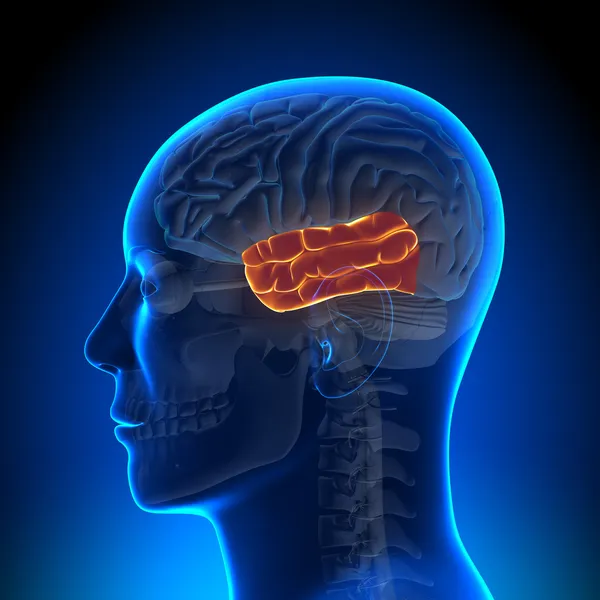 Ανατομία του εγκεφάλου - κροταφικό λοβό — Φωτογραφία Αρχείου