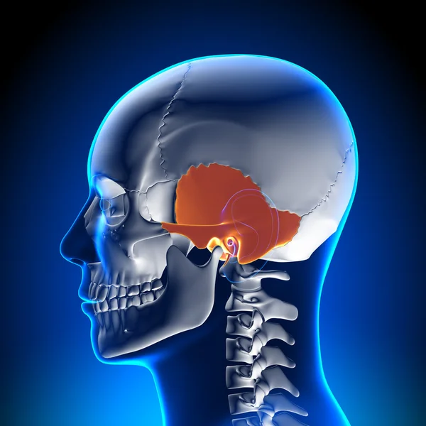 脳の解剖学 - 側頭骨 — ストック写真