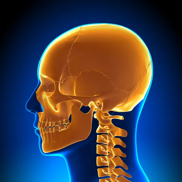 Hjärnans anatomi - markerade skalle — Stockfoto