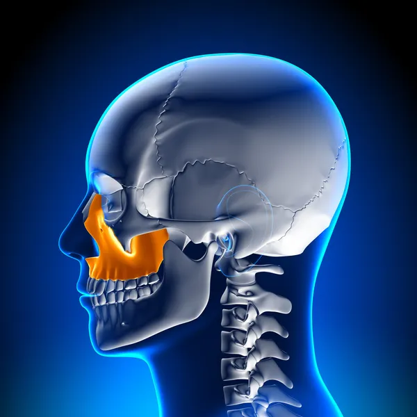 脳の解剖学 - 上顎 — ストック写真