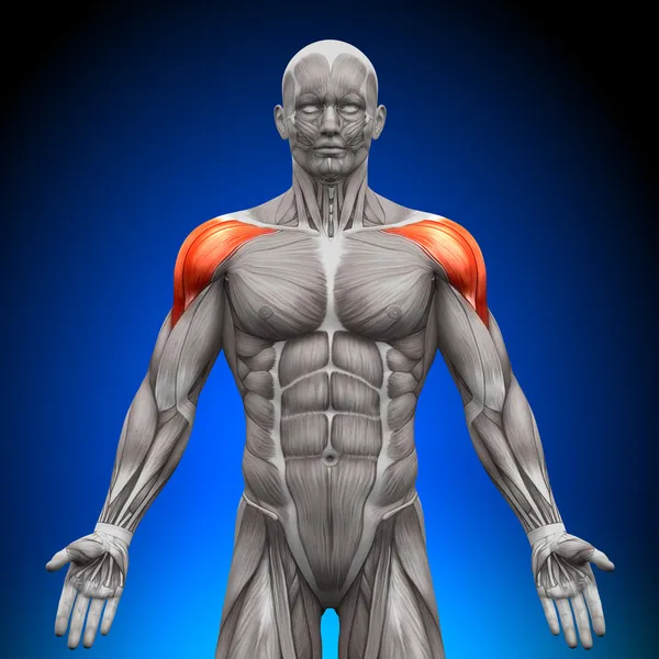 Ramiona naramienny - anatomia mięśni — Zdjęcie stockowe