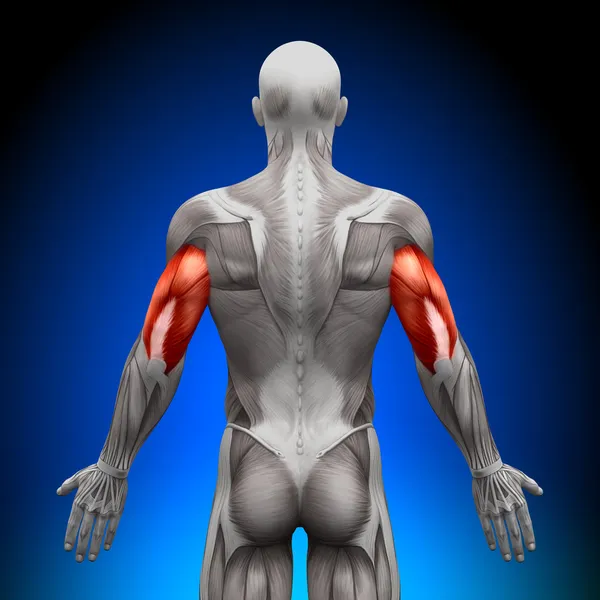 Triceps - anatomie svalů — Stock fotografie