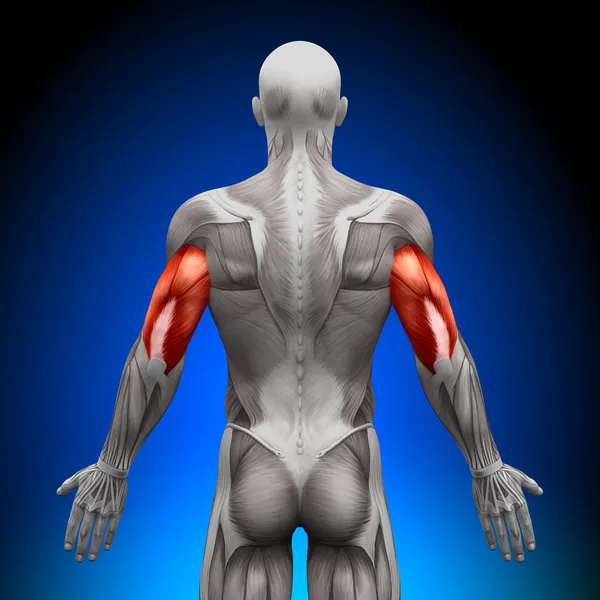 triceps - anatomi kas