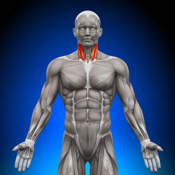 Szyja - anatomia mięśni — Zdjęcie stockowe