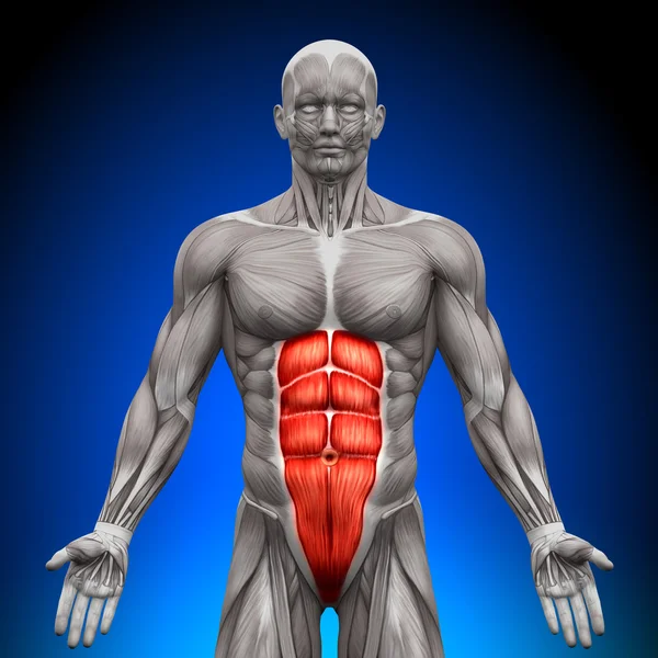 Abs - Anatomy Muscles — Stock Photo, Image