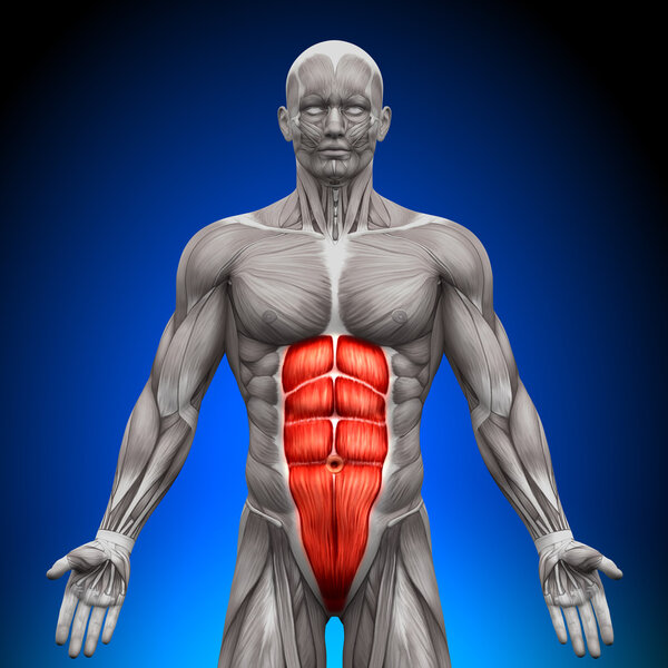 Abs - Anatomy Muscles