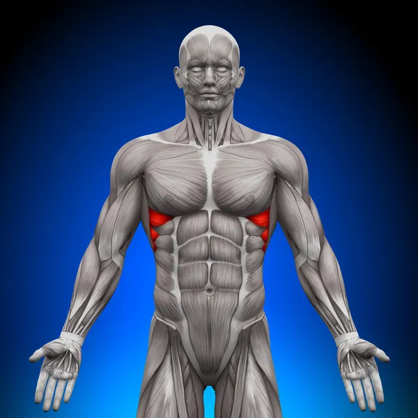 Serratus anterior - Anatomie-Muskeln — Stockfoto