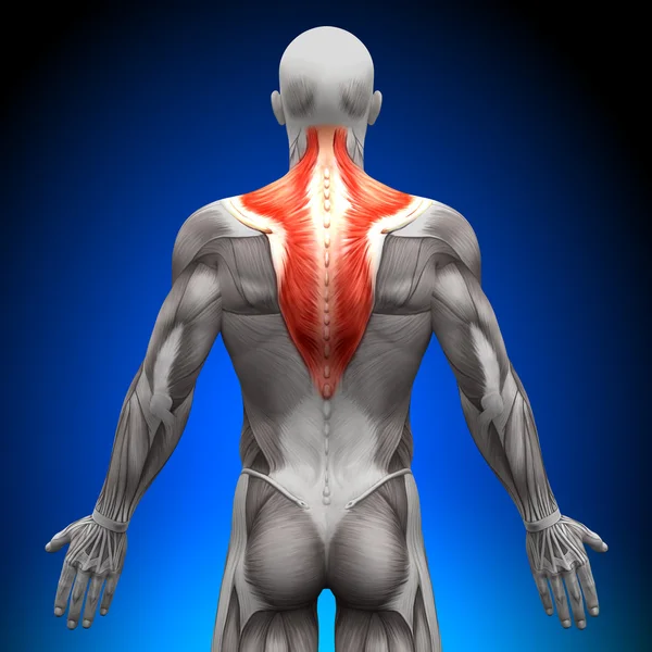 Trapezius - Anatomy Muscles — Stock Photo, Image