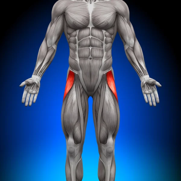 Tensor Fasciae Latea - Anatomy Muscles — Stock Photo, Image