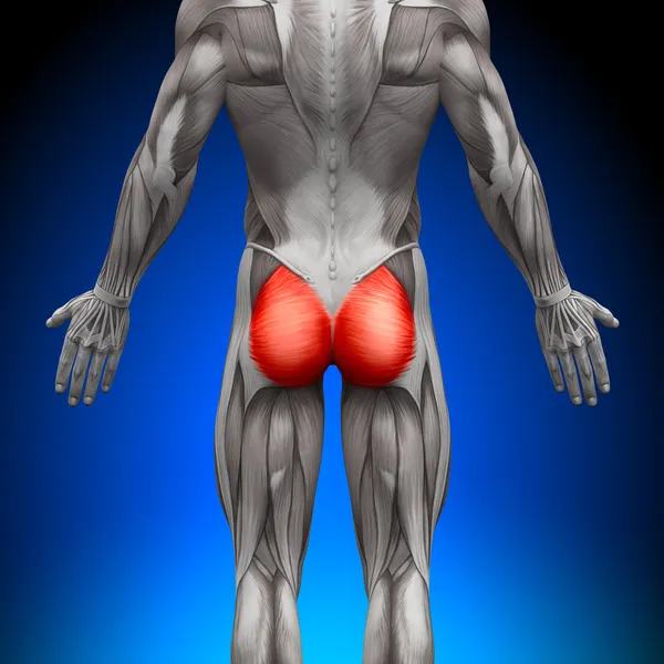 Glutes Gluteus Maximus - Anatomy Muscles — Stock Photo, Image