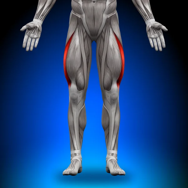 Vastus lateralis - Anatomie-Muskeln — Stockfoto