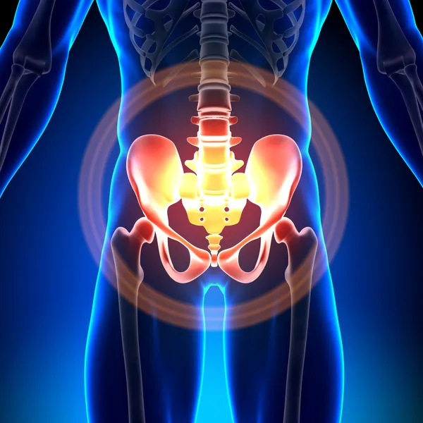kalça sakrum pubis ischium Ilium - anatomi kemikler