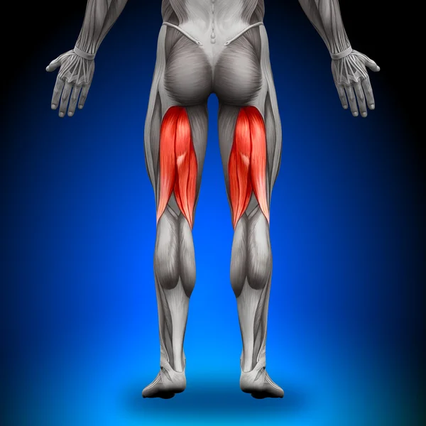 Isquiotibiales - Músculos de anatomía — Foto de Stock