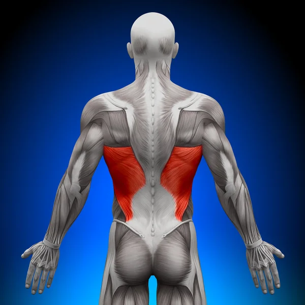 Latissimus Dorsi - Muscoli anatomici — Foto Stock