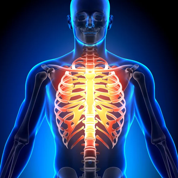 Göğüs kafesi göğüs kemiği - anatomi kemikler