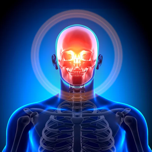 Череп черепа - кістки анатомії — стокове фото