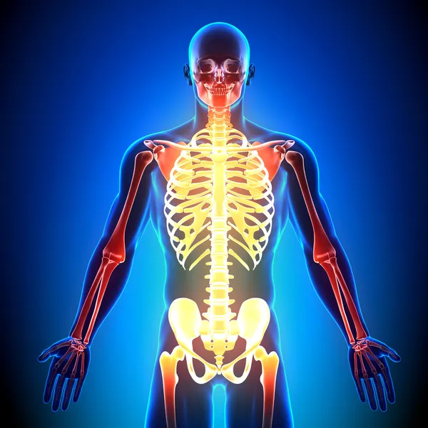 Скелет фронт - кістки анатомії — стокове фото