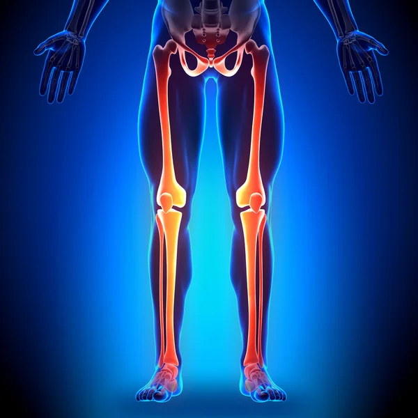 Bacaklar - anatomi kemikler — Stok fotoğraf