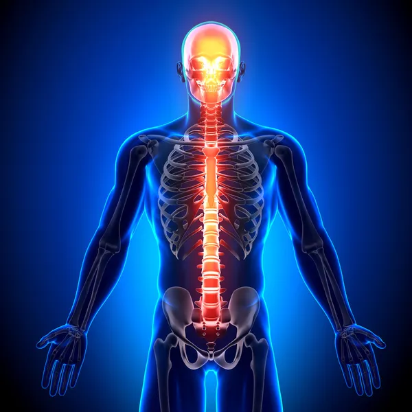 Columna vertebral - Huesos de anatomía — Foto de Stock