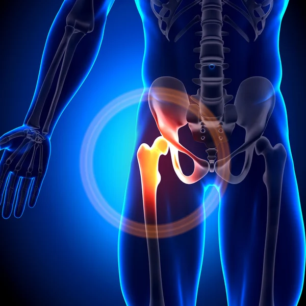 Hip Joint - Anatomy Bones — Stock Photo, Image