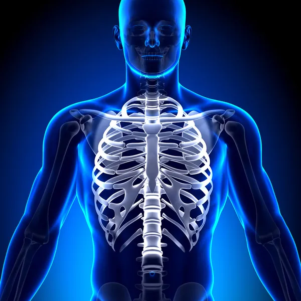 Female Rib Cage Anatomy Bones Stock Photo by ©decade3d 58731747