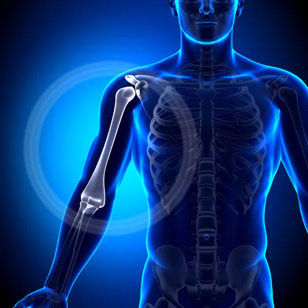 Плечової кістки анатомії Arm - кістки анатомії — стокове фото