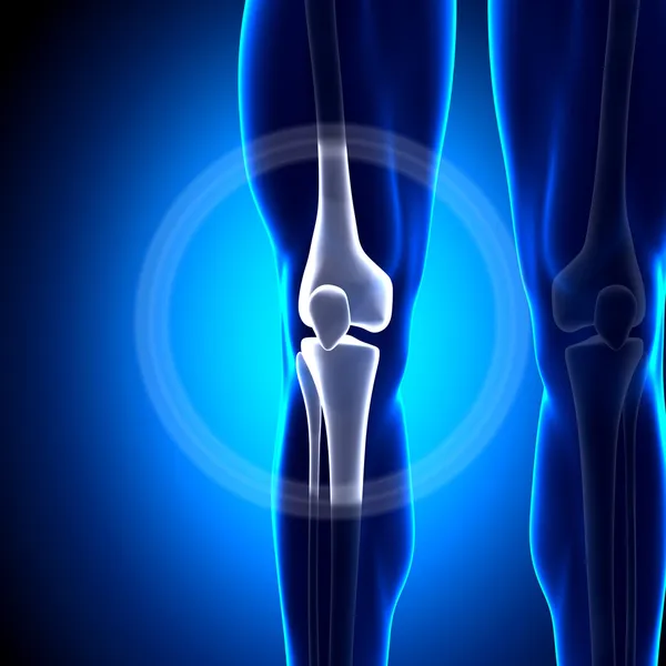 Knee Joint - Anatomy Bones — Stock Photo, Image