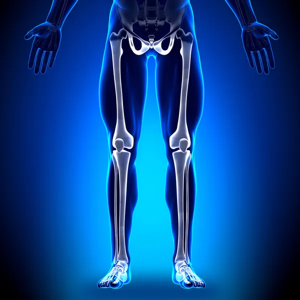다리-뼈 해부학 — 스톡 사진