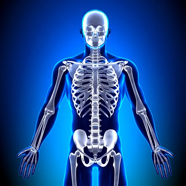 Skeleton front - anatomie botten — Stockfoto