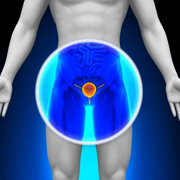 Medical X-Ray Scan - Bladder — Stock Photo, Image