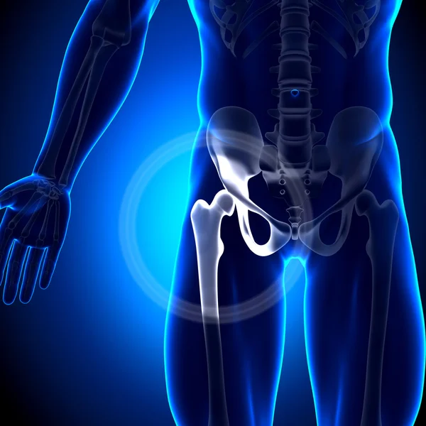 Femore articolare dell'anca - Ossa anatomiche — Foto Stock