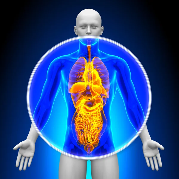 Medical X-Ray Scan - All Organs — Stock Photo, Image