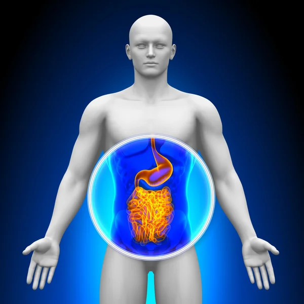 Medicinsk röntgen scan - tarmar — Stockfoto