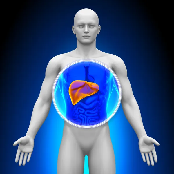 Scansione radiografica medica - Fegato — Foto Stock