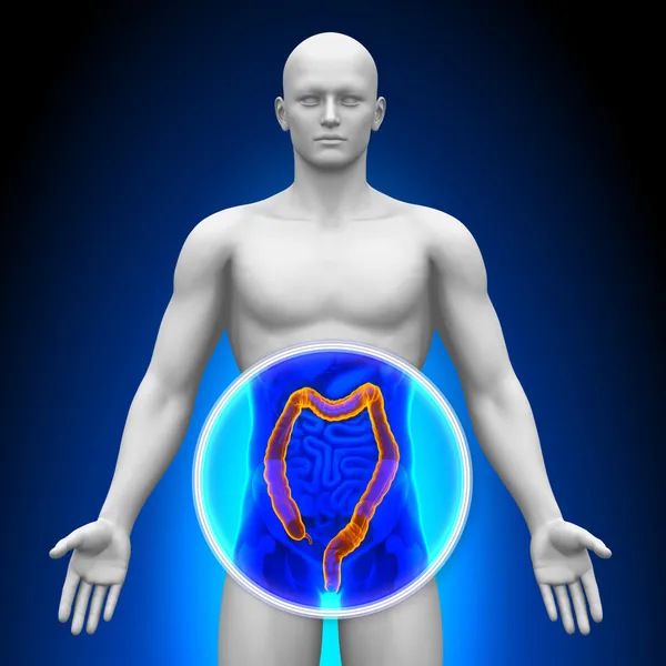 Medical X-Ray Scan - Colon — Stock Photo, Image