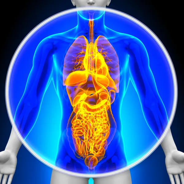 Medical X-Ray Scan - All Organs — Stock Photo, Image