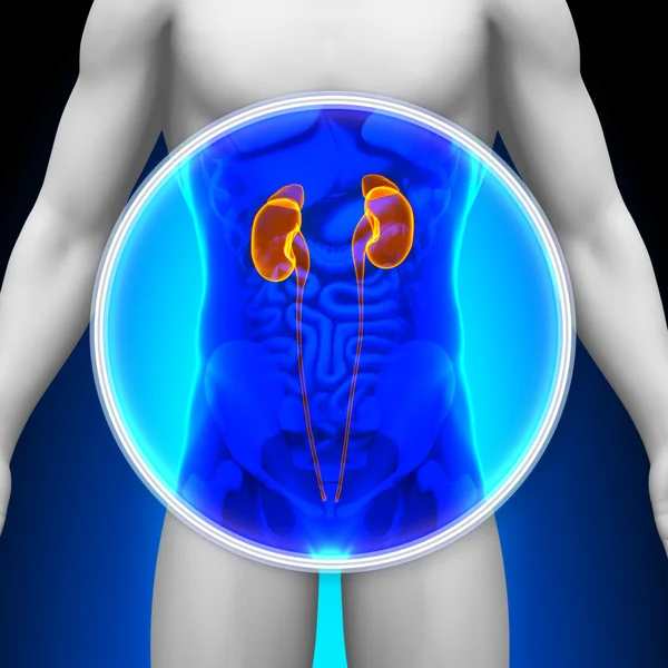 Medical X-Ray Scan - Kidneys — Stock Photo, Image