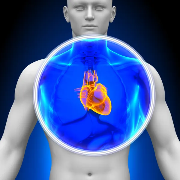 Medical X-Ray Scan - Heart — Stock Photo, Image