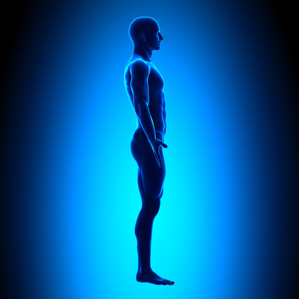 Blank Posture Side - Blue Medical Position