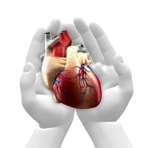 Real Heart in White Hand — Stock Photo, Image