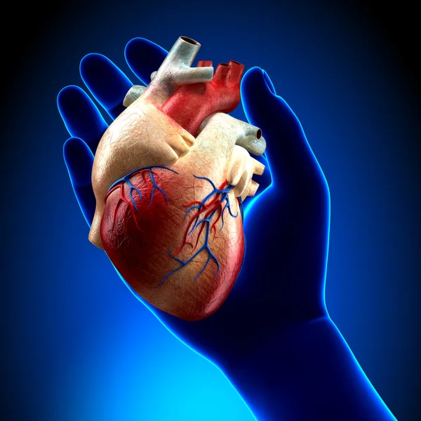 Coração real na mão — Fotografia de Stock