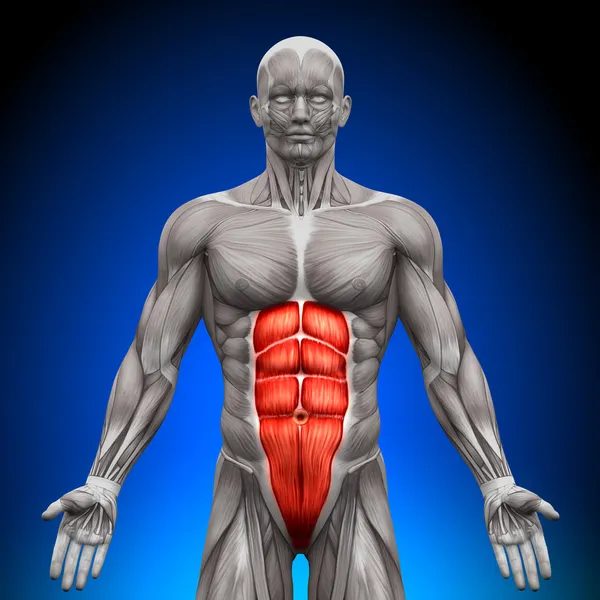 Bauch - Anatomie Muskeln Stockfoto