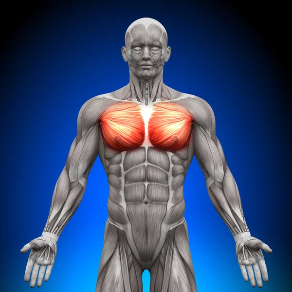 Στήθος θωρακικό μεγάλες pectoralis ήσσονος σημασίας - μυών ανατομία Φωτογραφία Αρχείου