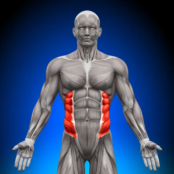 Äußere Schräglage - Anatomie-Muskeln lizenzfreie Stockbilder
