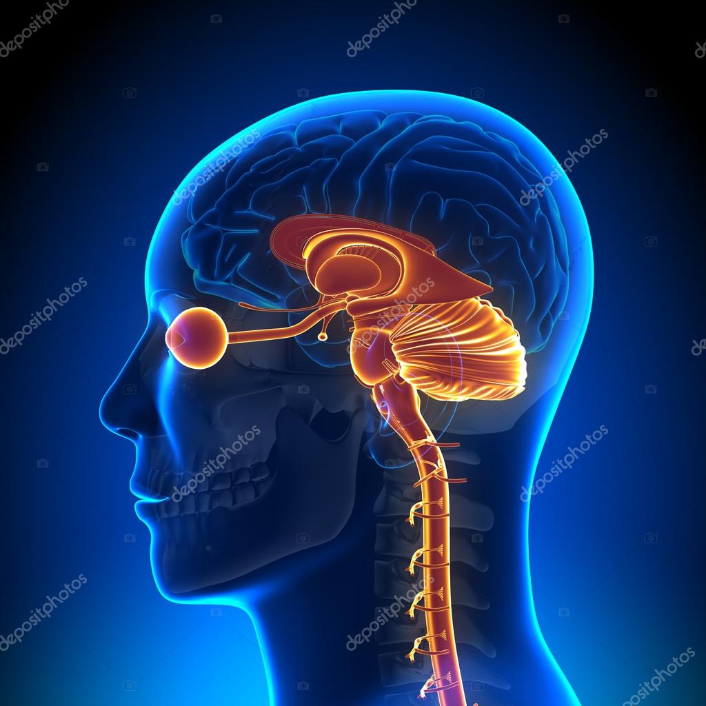 anatomia del cerebro anatomia del cerebro
