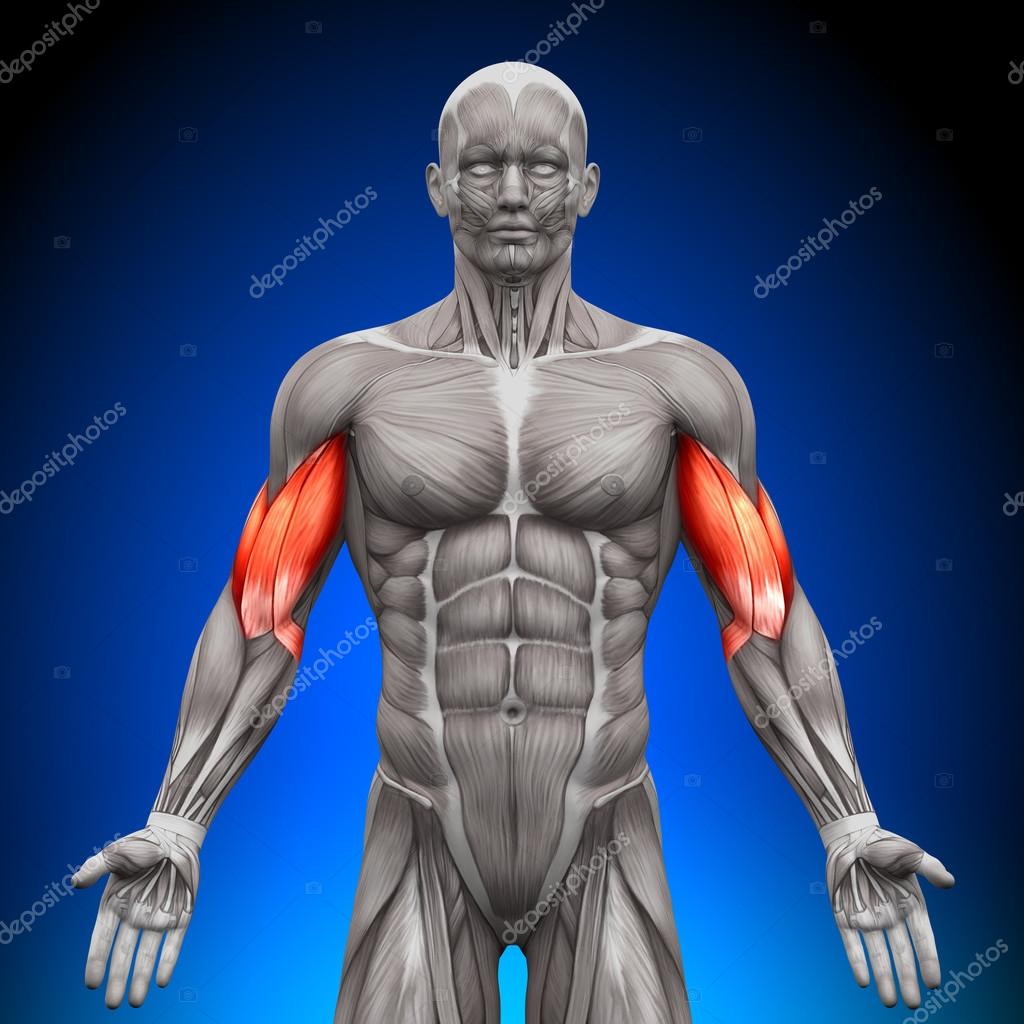 5,300+ Bicep Anatomy Stock Photos, Pictures & Royalty-Free Images
