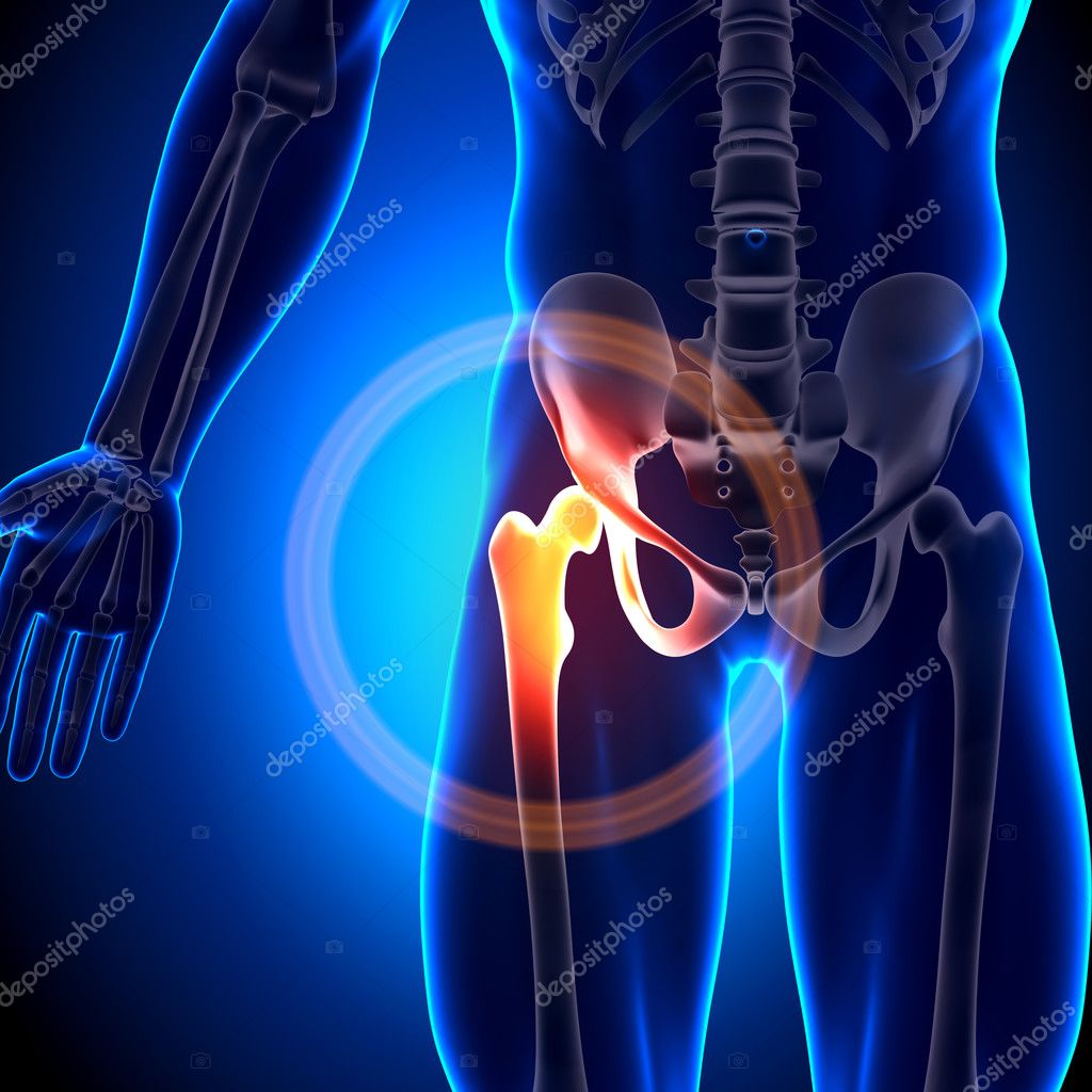 Anatomy Bones โฌ Stock Photo, Image by ยฉ decade3d #28193241 Biology Diagrams