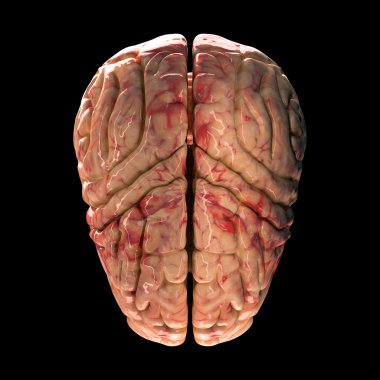 Anatomi beyin - siyah arka plan üzerine Üstten Görünüm