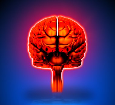 Brain - Internal organs - blue background clipart